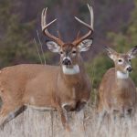 Whitetail_Deer-Hunting